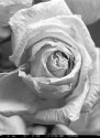 yesterday's rose