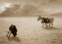 The infinite patience of donkeys.