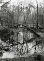 wet winter woods 2