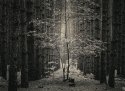 Van Road Pines [print]