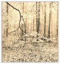 In the Wood.