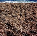 Shell Beach, St Barth