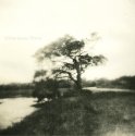 impressions of a tree