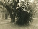 plantation palm