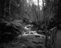 APUG Noojee outing