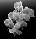 Phalaenopsis