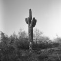 Saguaro cactus in Sonora Desert