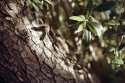 Olive tree