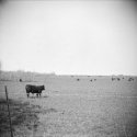 The Herd.
