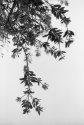 Against the sky