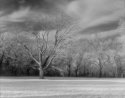 Seminary trees