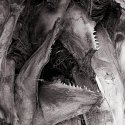 Predator
