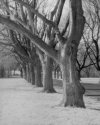 More seminary trees