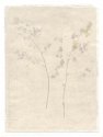 Anthotype 2