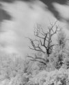 Williams Bay Tree