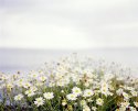 Daisies