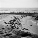 Seals at La Jolla Cove