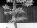 local pine