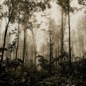 The Wood
