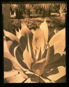 Lith in the Garden