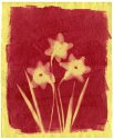 Inkodye Daffodils