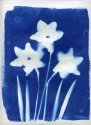 Inkodye Daffodils