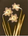 Spring Daffodils - II