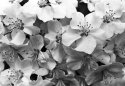 Spring flowers