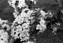 Spring flowers
