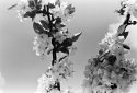 Spring flowers