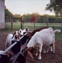 Goats