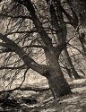 14x17 Black Oak , Yosemite