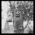 Kodak Brownie Hawkeye