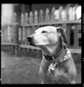 Kodak Brownie Hawkeye