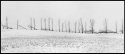 Tree Line 2012