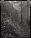 Mount Benson, Carbon