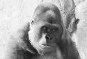Silverback