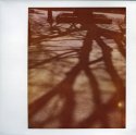 In the Shadow of a Tree
