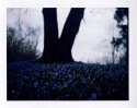 Field of blue (colour)
