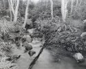 Forest Stream, Krantzkloof
