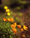 Poppies