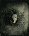 Incubated 2