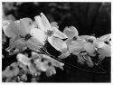 Appalachian Spring
