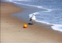 Seagull with orange