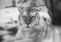 Tiger time.