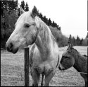 Horse and Mule
