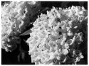 Spring Snowballs