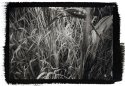Grasses at Beaver Creek