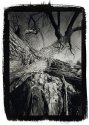 Weeping Willow in Winter