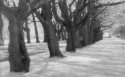 Seminary Trees IR